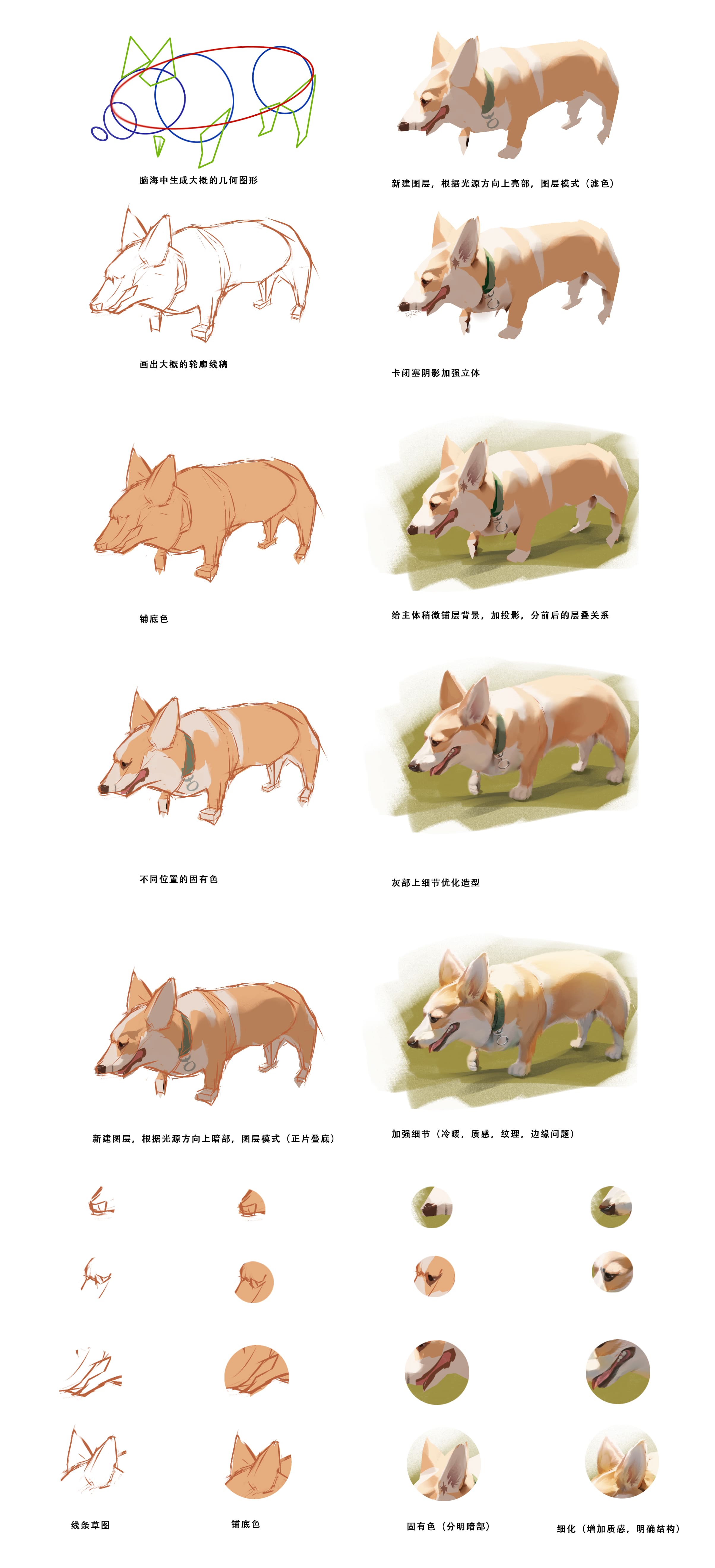 steps to draw a realistic dog